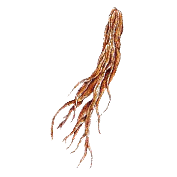 Pfaffia ginseng brésilien – Image 2